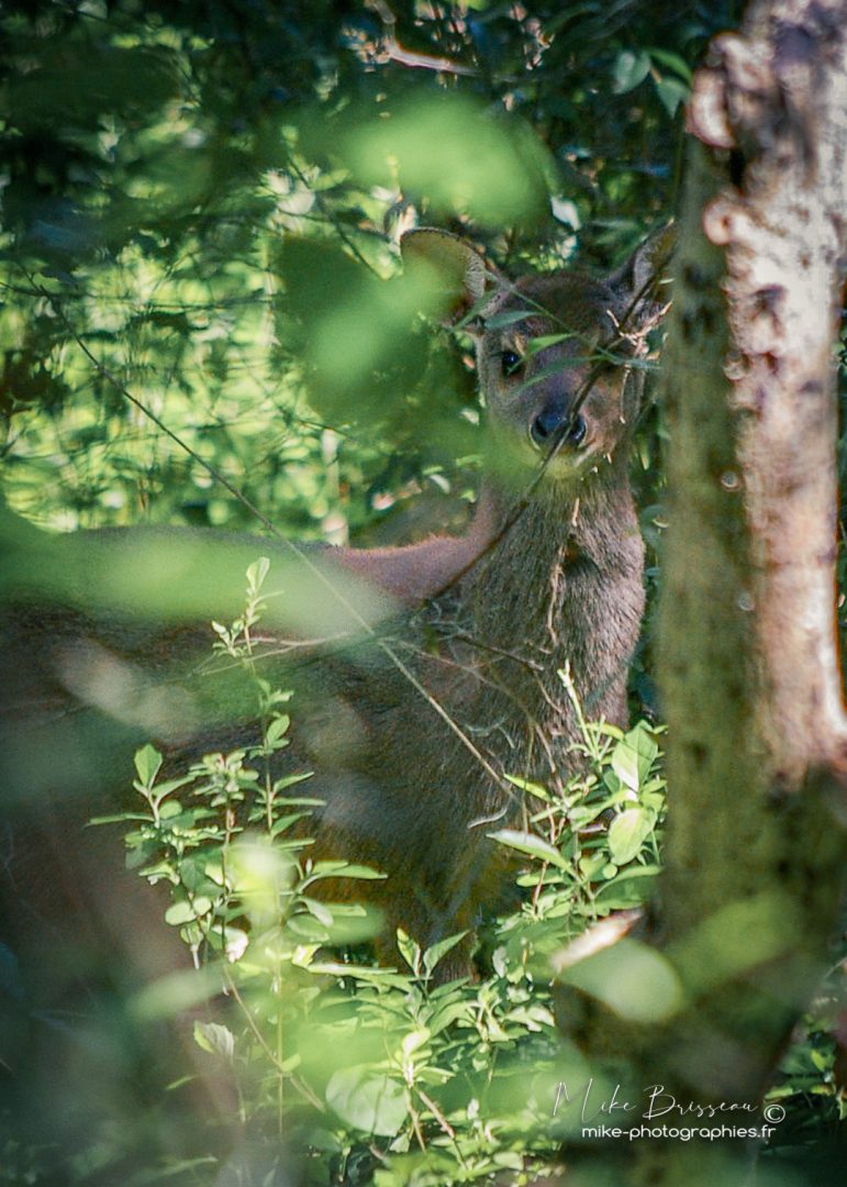 Animaux, Argentine, Cerf des Marais, Mike, Sauvage, Wildlife, animal, animaux, faune