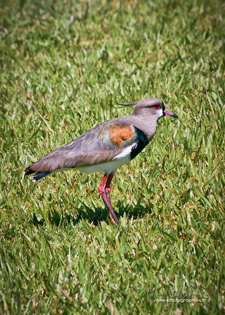 Animaux, Argentine, Mike, Oiseaux, Sauvage, Wildlife, animal, animaux, faune