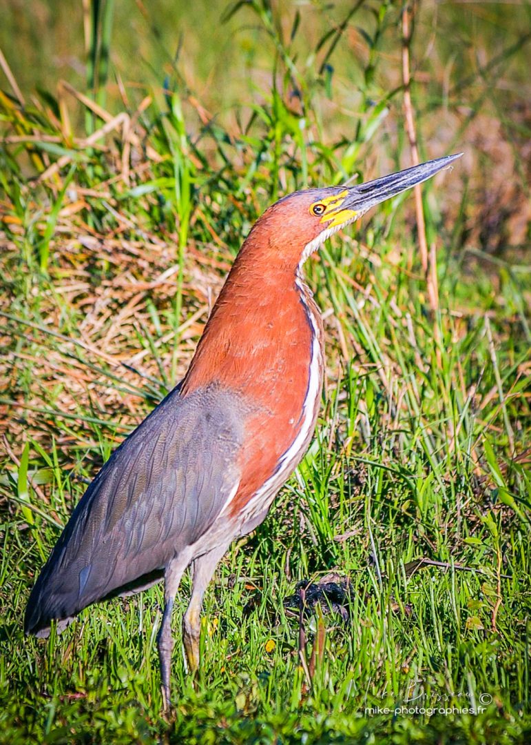 Animaux, Argentine, Mike, Oiseaux, Sauvage, Wildlife, animal, animaux, faune
