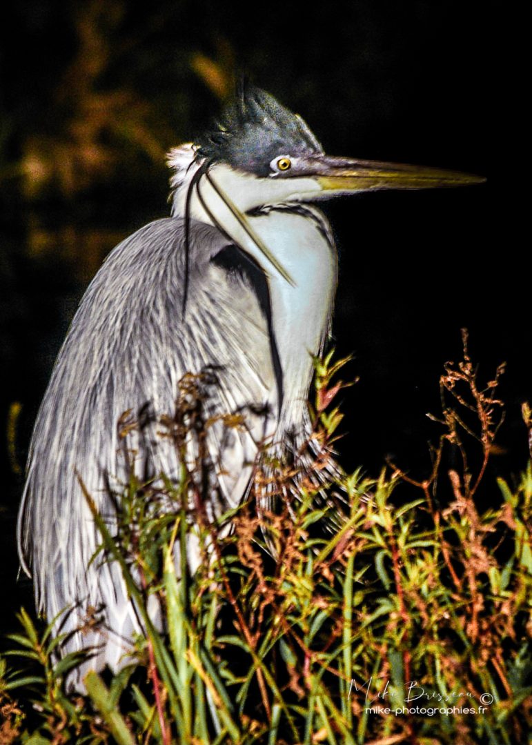 Animaux, Argentine, Héron, Mike, Oiseaux, Sauvage, Wildlife, animal, animaux, faune