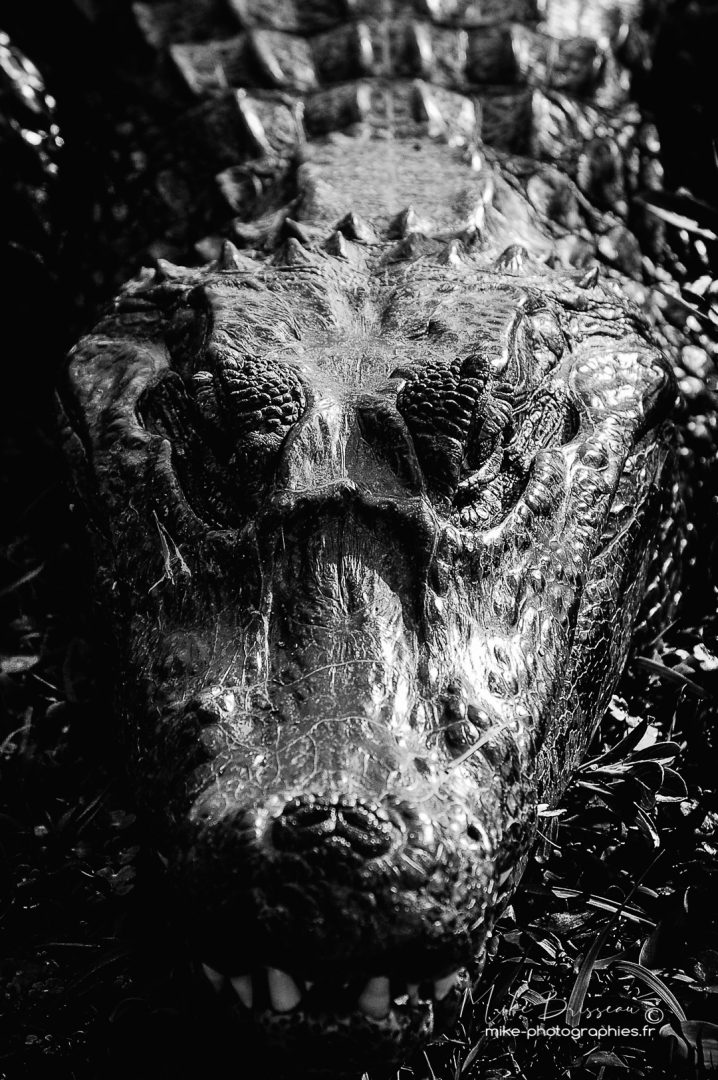 Animaux, Argentine, Crocodile, Mike, Sauvage, Wildlife, Yakaré, animal, animaux, faune