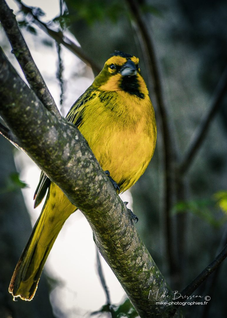 Animaux, Argentine, Oiseaux, Sauvage, Wildlife, animal, animaux, faune