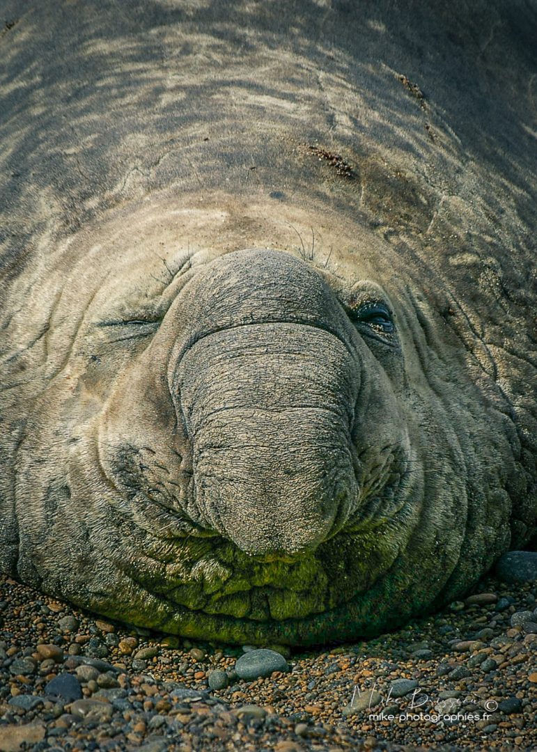Animaux, Argentine, Eléphants de mer, Mike, Sauvage, Wildlife, animal, animaux, faune