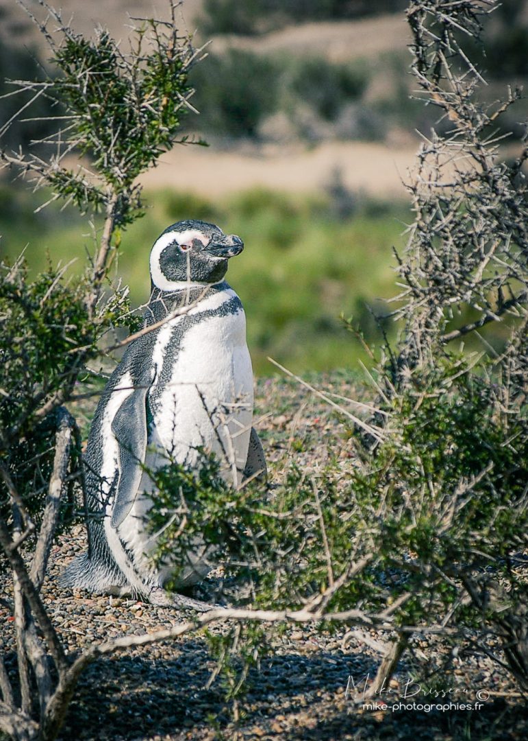 Animaux, Argentine, Mike, Pingouin, Sauvage, Wildlife, animal, animaux, faune