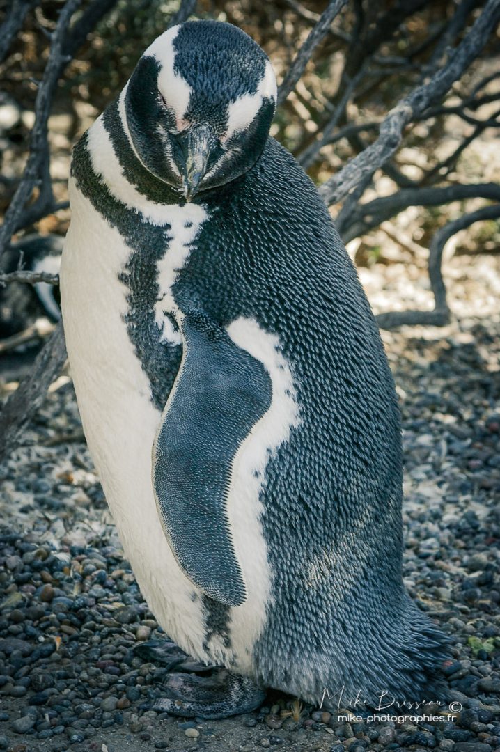 Animaux, Argentine, Mike, Pingouin, Sauvage, Wildlife, animal, animaux, faune