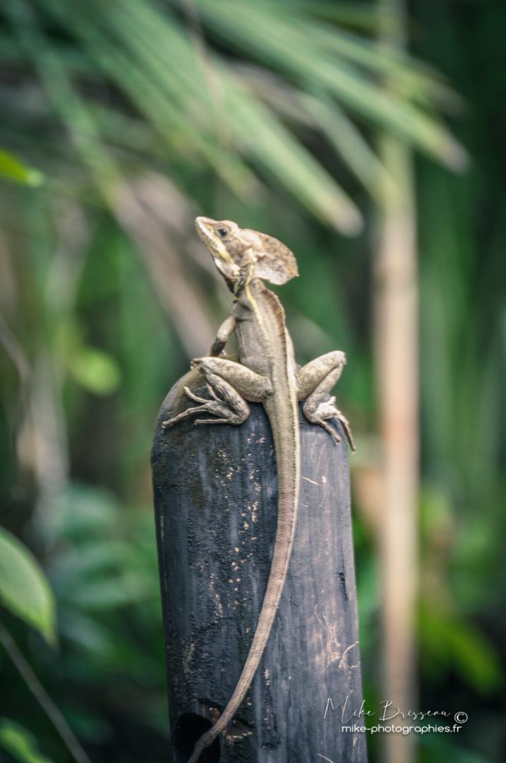 Belize, Mike, Sauvage, Wildlife, animaux, faune