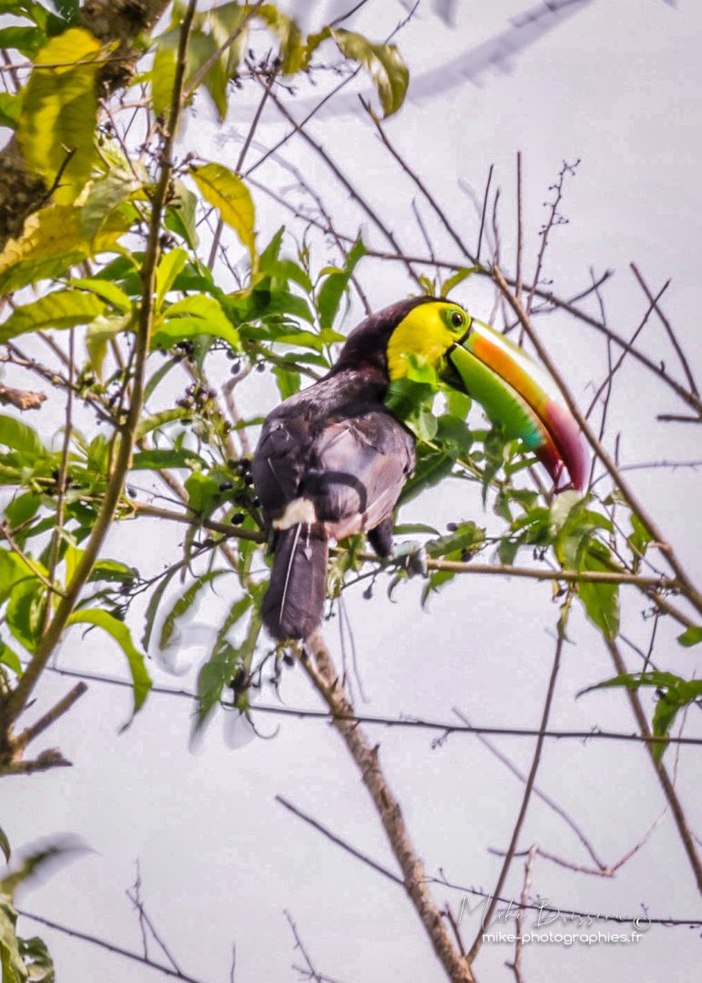 Animaux, Belize, Mike, Oiseaux, Sauvage, Toucan, Wildlife, animal, animaux, faune