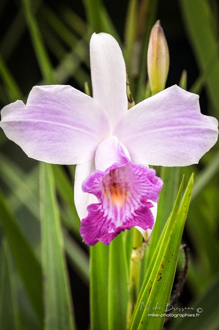 Costa Rica, Fleurs, Flore, Nature
