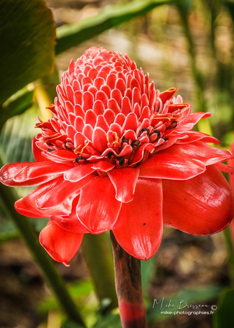 Costa Rica, Fleurs, Flore, Lodge, Nature