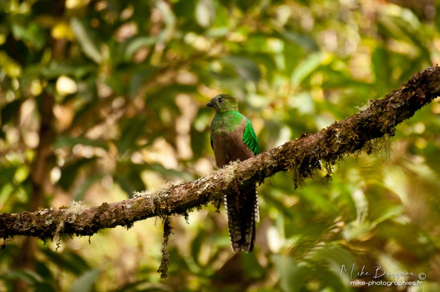 Animaux, Costa Rica, Oiseaux, Quetzal, animal
