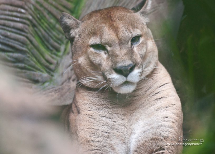 Animaux, Costa Rica, Puma, Sauvage, Wildlife, animal, animaux, faune