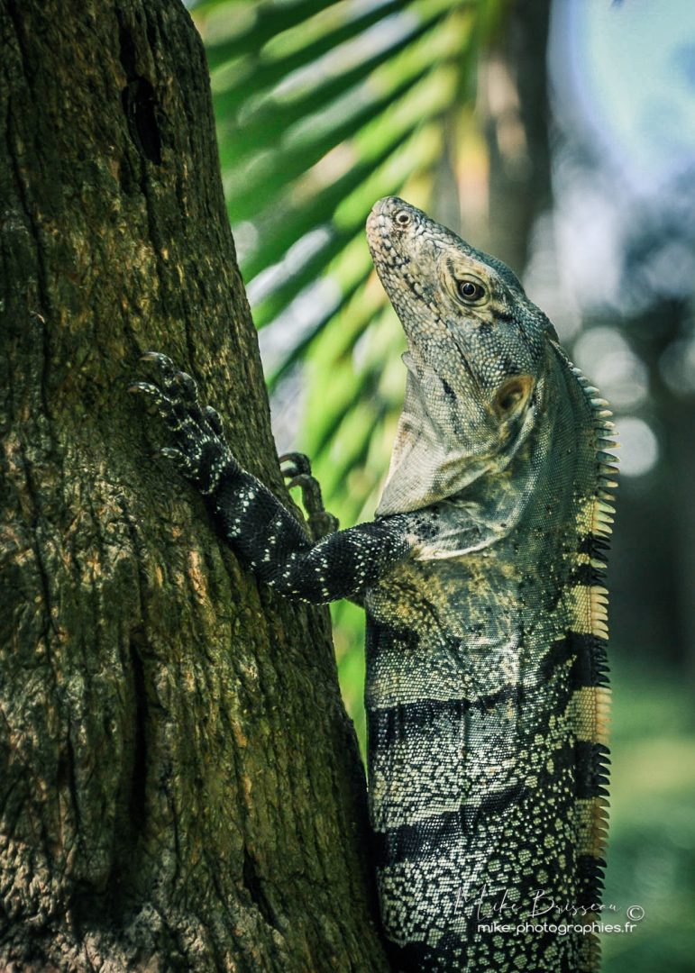Animaux, Costa Rica, Iguane, Sauvage, Wildlife, animal, animaux, faune