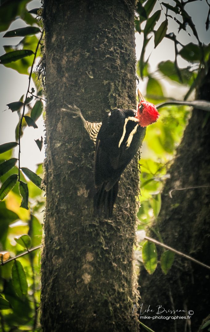Animaux, Costa Rica, Oiseaux, Sauvage, Wildlife, animal, animaux, faune, woody woodpecker