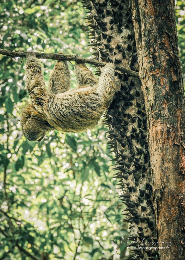 Animaux, Costa Rica, Paresseu, Sauvage, Wildlife, animal, animaux, faune