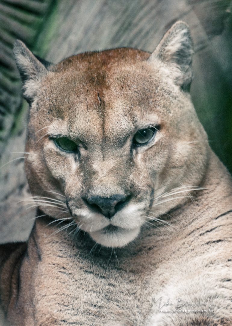 Animaux, Costa Rica, Puma, Sauvage, Wildlife, animal, animaux, faune