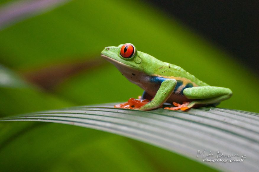 Animaux, Costa Rica, Grenouille verte, Sauvage, Wildlife, animal, animaux, faune