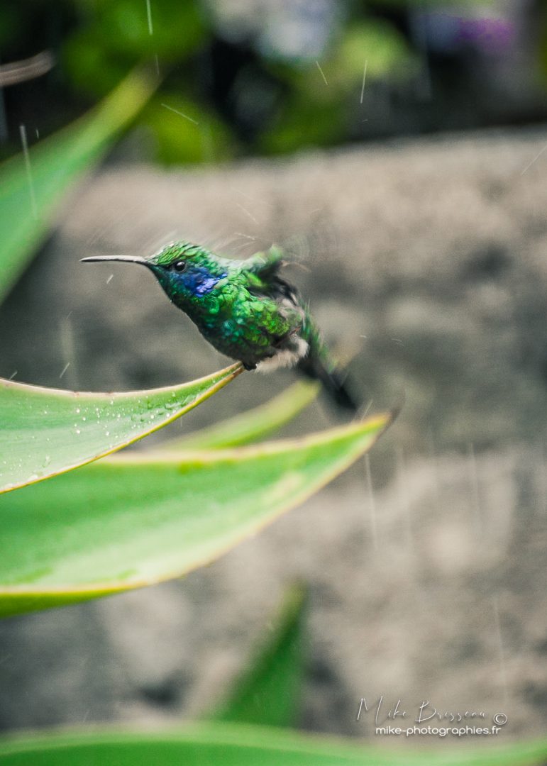 Animaux, Colibris, Costa Rica, Oiseaux, Sauvage, Wildlife, animal, animaux, faune