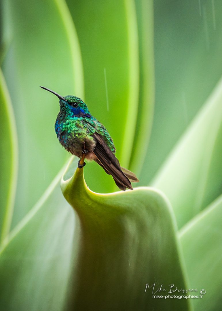 Animaux, Colibris, Costa Rica, Oiseaux, Sauvage, Wildlife, animal, animaux, faune
