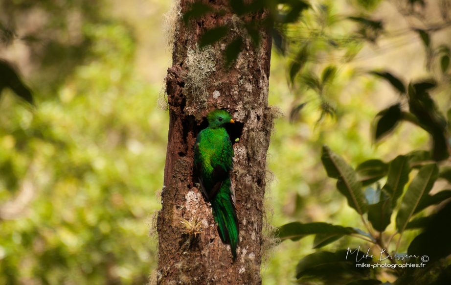 Animaux, Costa Rica, Oiseaux, Quetzal, Sauvage, Wildlife, animal, animaux, faune