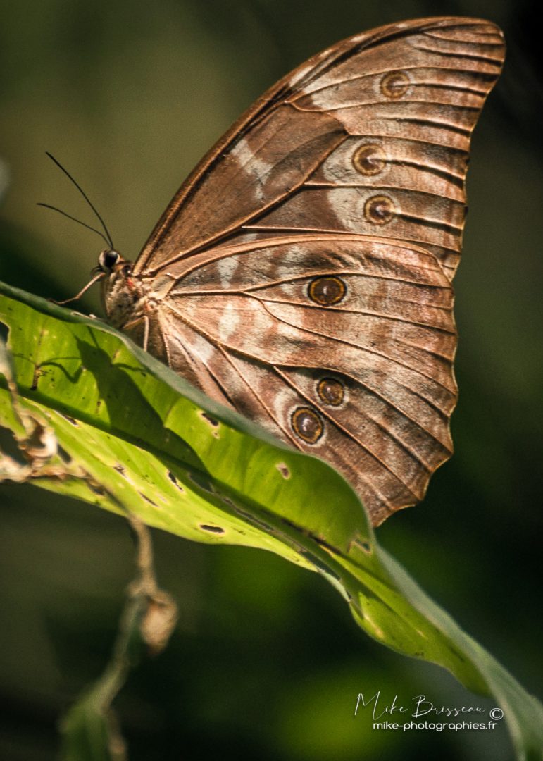 Animaux, Costa Rica, Papillon, Sauvage, Wildlife, animal, animaux, faune