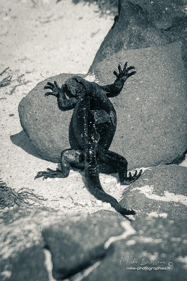 Animaux, Equateur, Galápagos, Iguane, Isla Mosquera, N&B, Sauvage, Wildlife, animal, animaux, faune