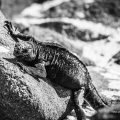Animaux, Equateur, Expo, Galápagos, Iguane, Isla Mosquera, N&B, Sauvage, Wildlife, animal, animaux, faune