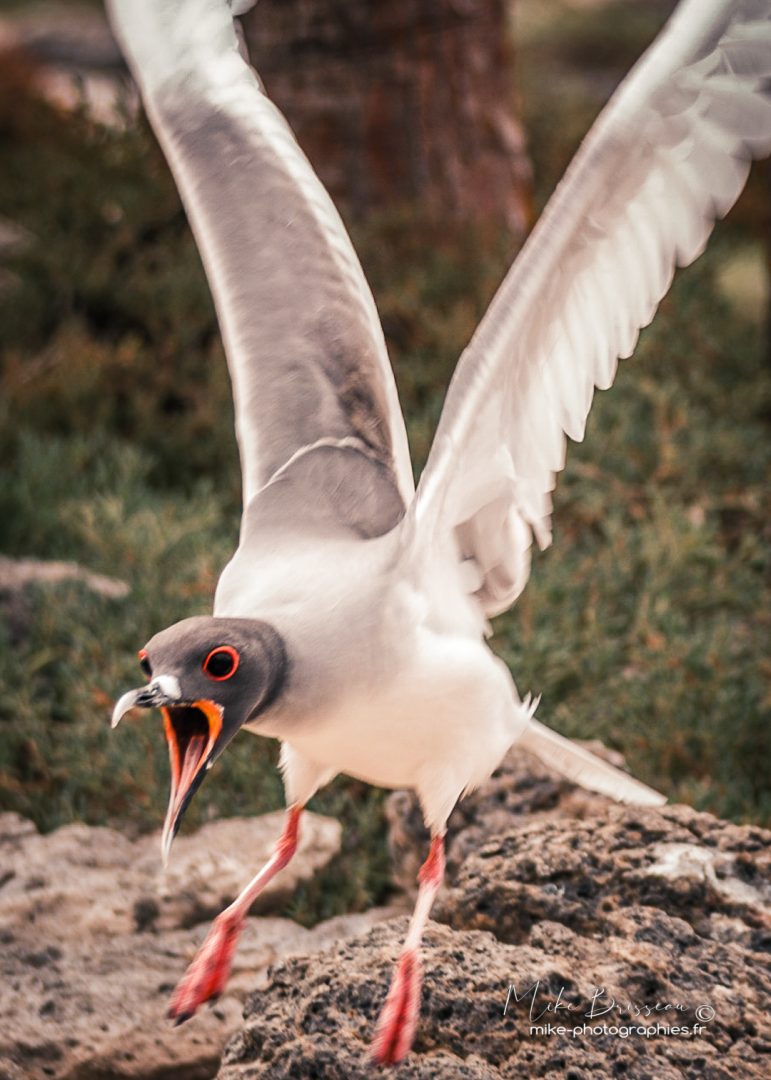 Animaux, Equateur, Galápagos, Gaviota, Isla North Plaça, Oiseaux, Sauvage, Wildlife, animal, animaux, faune