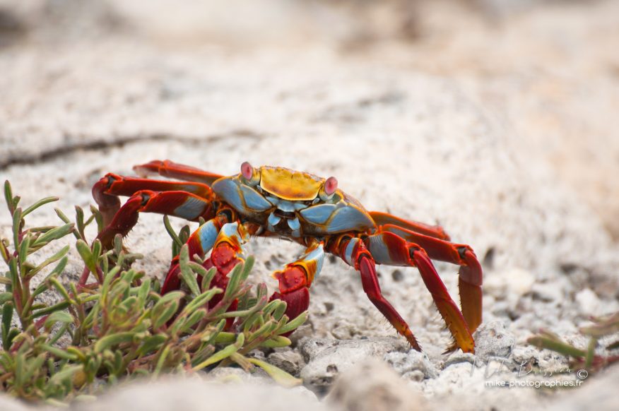 Animaux, Crabe, Equateur, Galápagos, Isla North Plaça, Sauvage, Wildlife, animal, animaux, faune