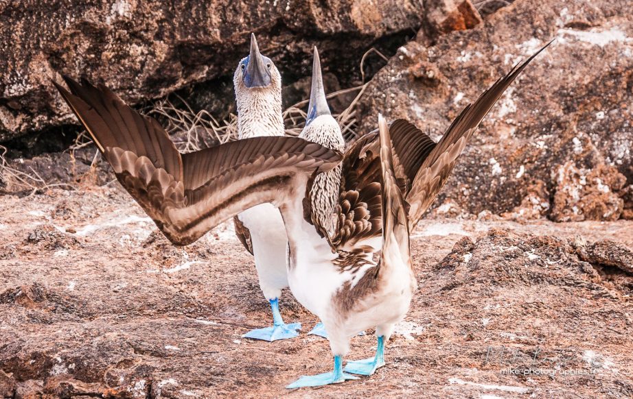 Animaux, Equateur, Fous à pattes bleues, Galápagos, Isla Isabela, Oiseaux, Sauvage, Tuneles, Wildlife, animal, animaux, faune