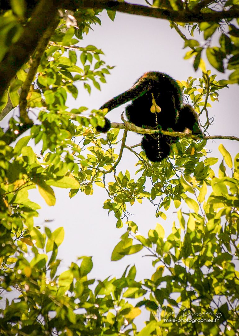 Animaux, Mexique, Sauvage, Singe, Wildlife, animal, animaux, faune