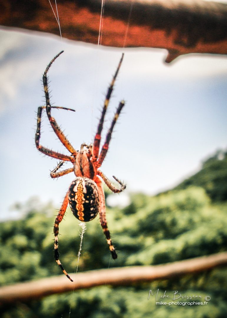 Animaux, Araignée, Nicaragua, Sauvage, Wildlife, animal, animaux, faune