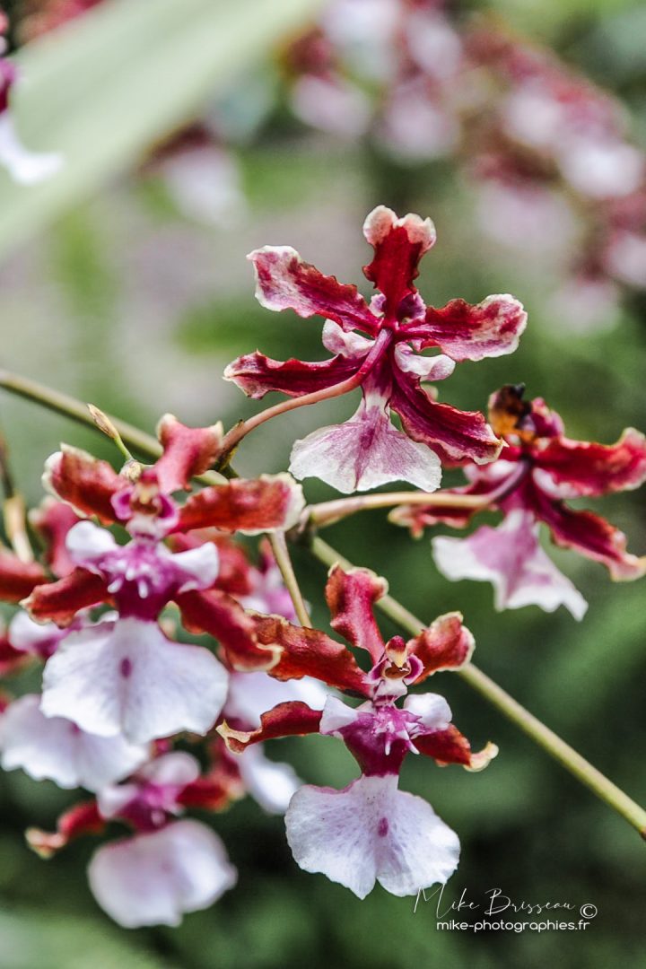 Fleurs, Flore, Nature, Orchidée, Panama