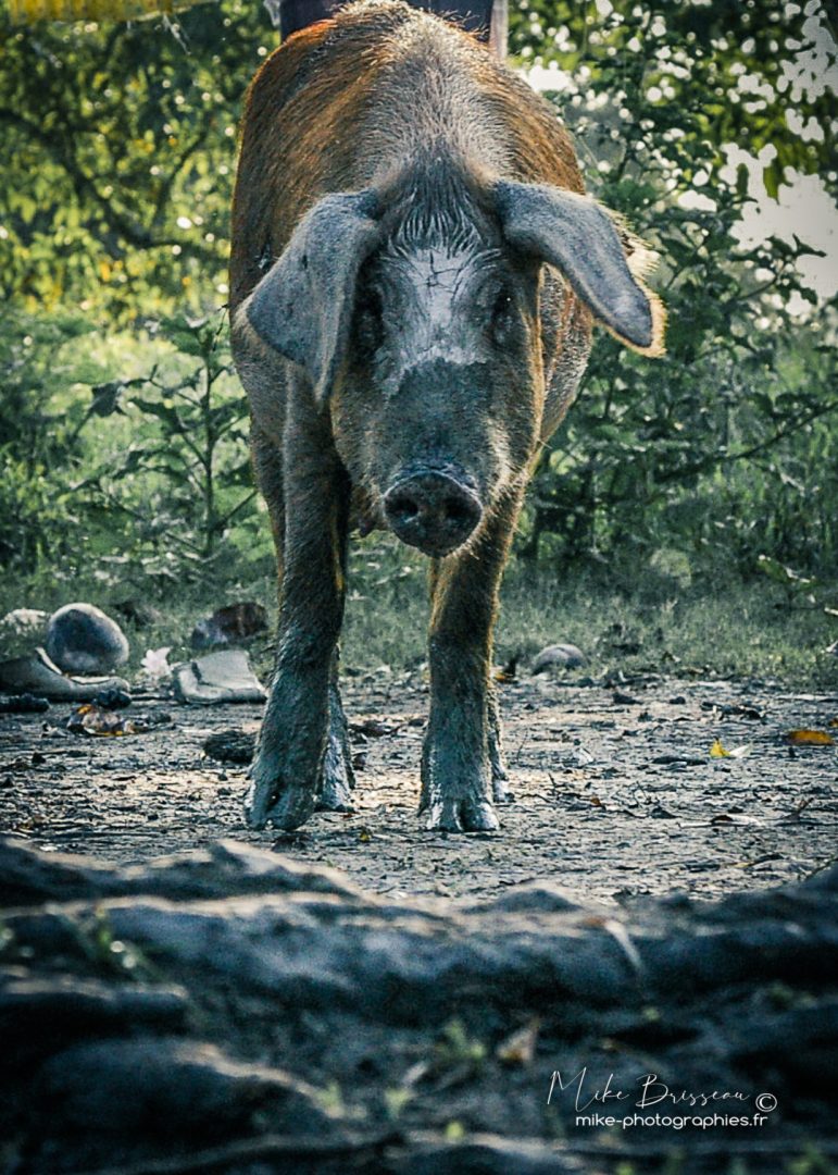 Sauvage, Venezuela, Wildlife, animaux, faune