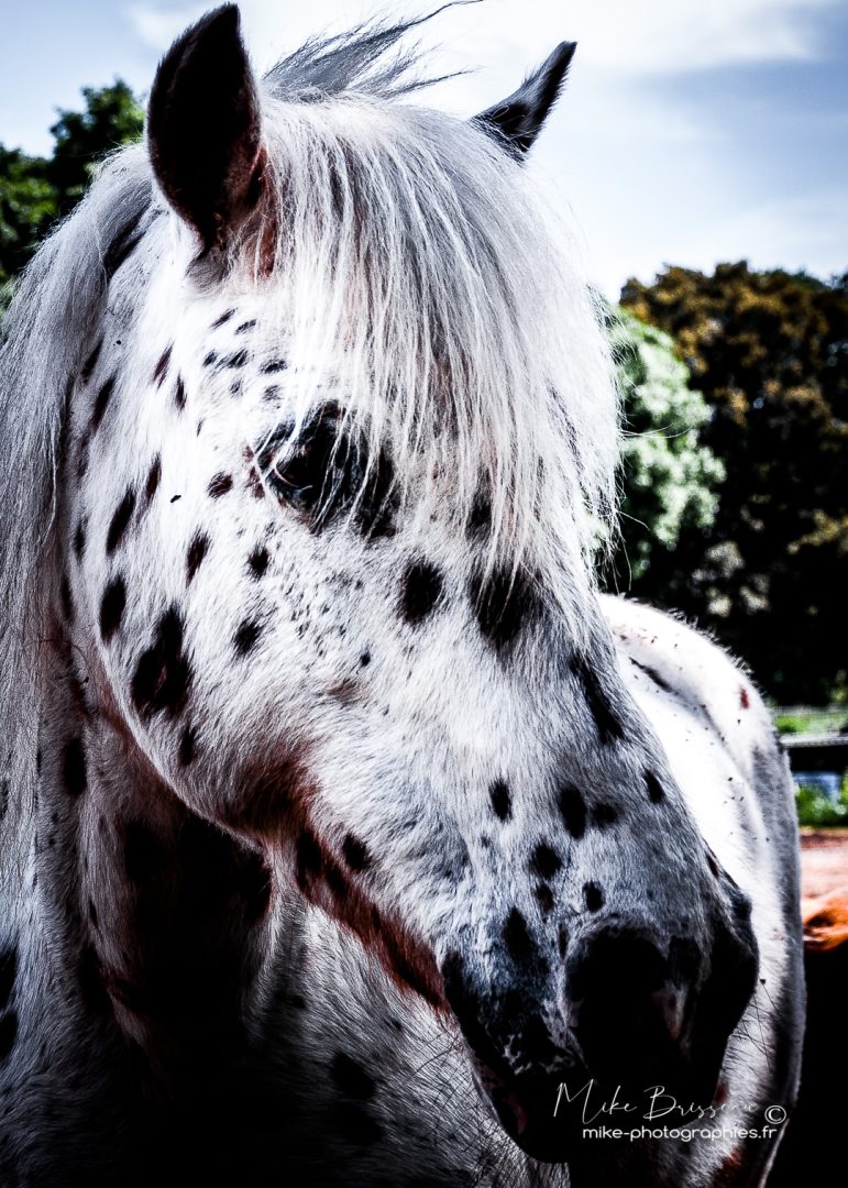 Animaux, Cheval, N&B, Sauvage, Wildlife, animal, animaux, faune