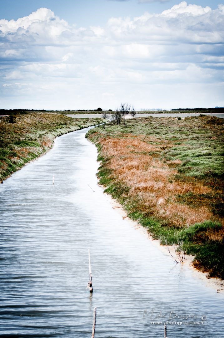 Camargue, Exterrieur, Gard, Lagune, Paysages, flore, landscape, vue