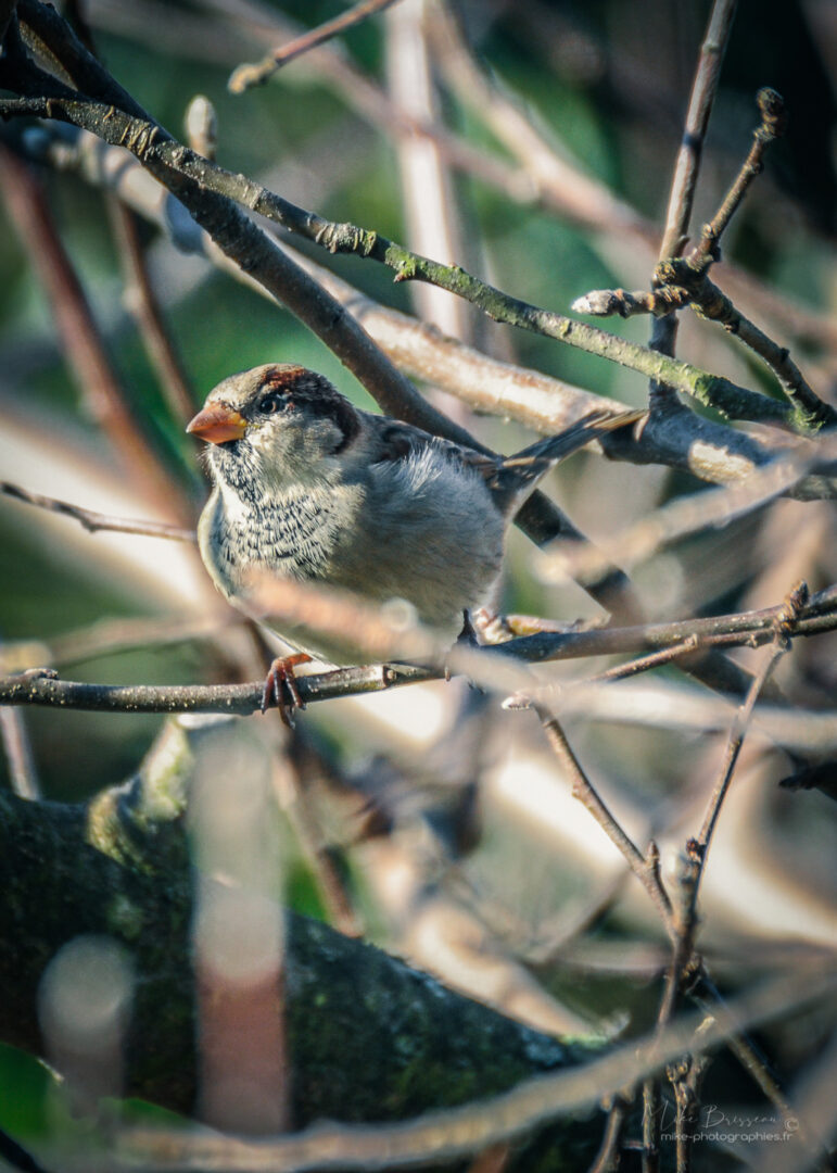 Animaux, La motte Servolex, Moineau, Oiseaux, Sauvage, Savoie, Wildlife, animal, animaux, faune