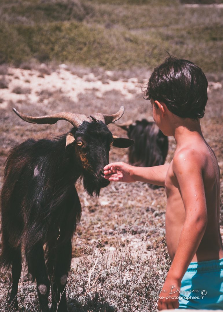 Alonzo, Amorgos, Animaux, Chèvre, Famille, Grèce, Humains, Lifestyle, animal, personne, style de vie