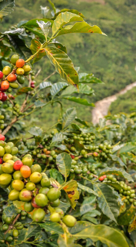 Café, Colombie, Nature, San Agustin