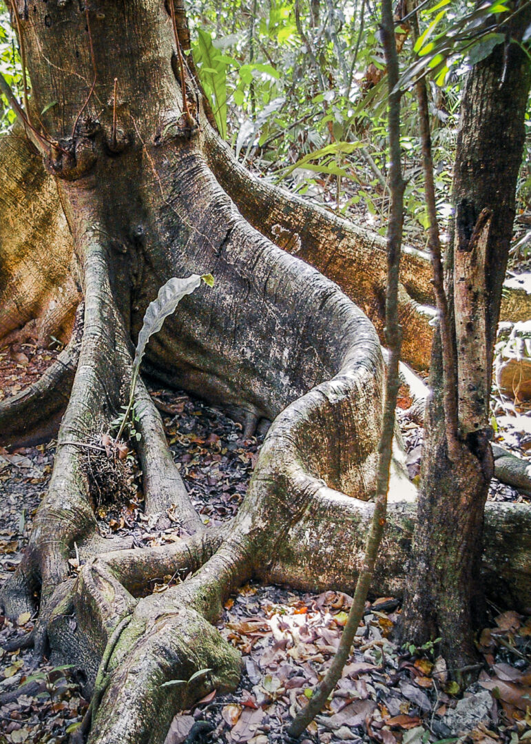 Activité, Mexique, Nature, Randonnée, Sport