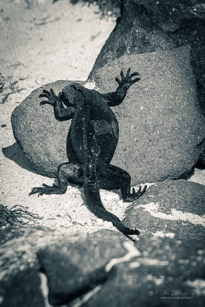 Animaux, Equateur, Galápagos, Iguane, Isla Mosquera, Sauvage, Wildlife, animal, animaux, faune