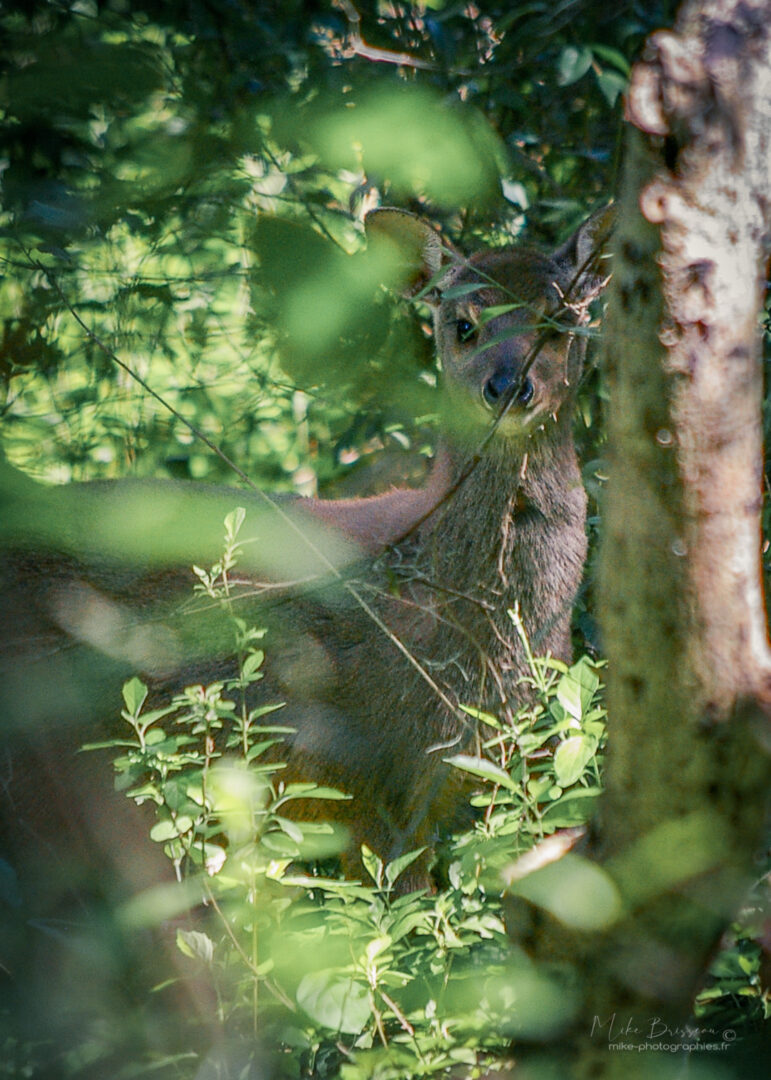Animaux, Argentine, Cerf des Marais, Mike, Sauvage, Wildlife, animal, animaux, faune