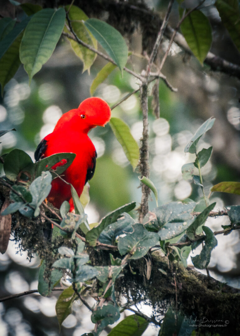 Animaux, Cok of the Rock, Equateur, Mindo, Oiseaux, Sauvage, Wildlife, animal, animaux, faune