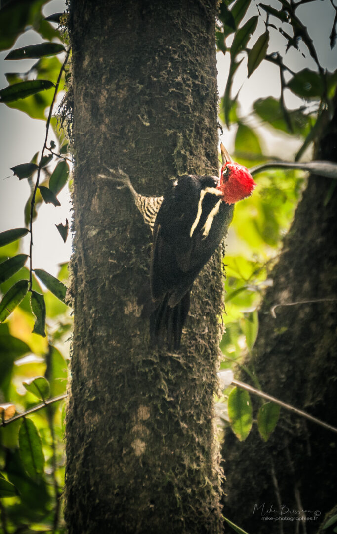 Animaux, Costa Rica, Oiseaux, Sauvage, Wildlife, animal, animaux, faune, woody woodpecker