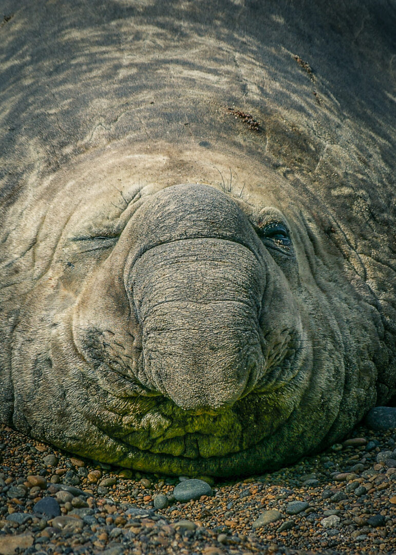 Animaux, Argentine, Eléphants de mer, Mike, Sauvage, Wildlife, animal, animaux, faune