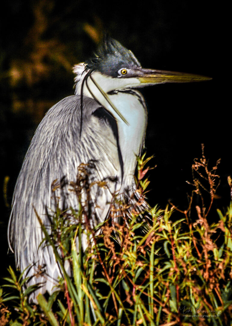 Animaux, Argentine, Héron, Mike, Oiseaux, Sauvage, Wildlife, animal, animaux, faune