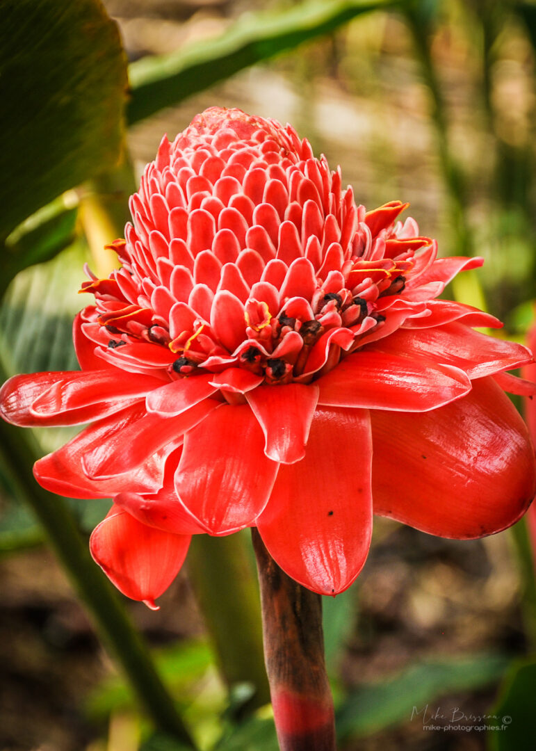 Costa Rica, Fleurs, Flore, Lodge, Nature