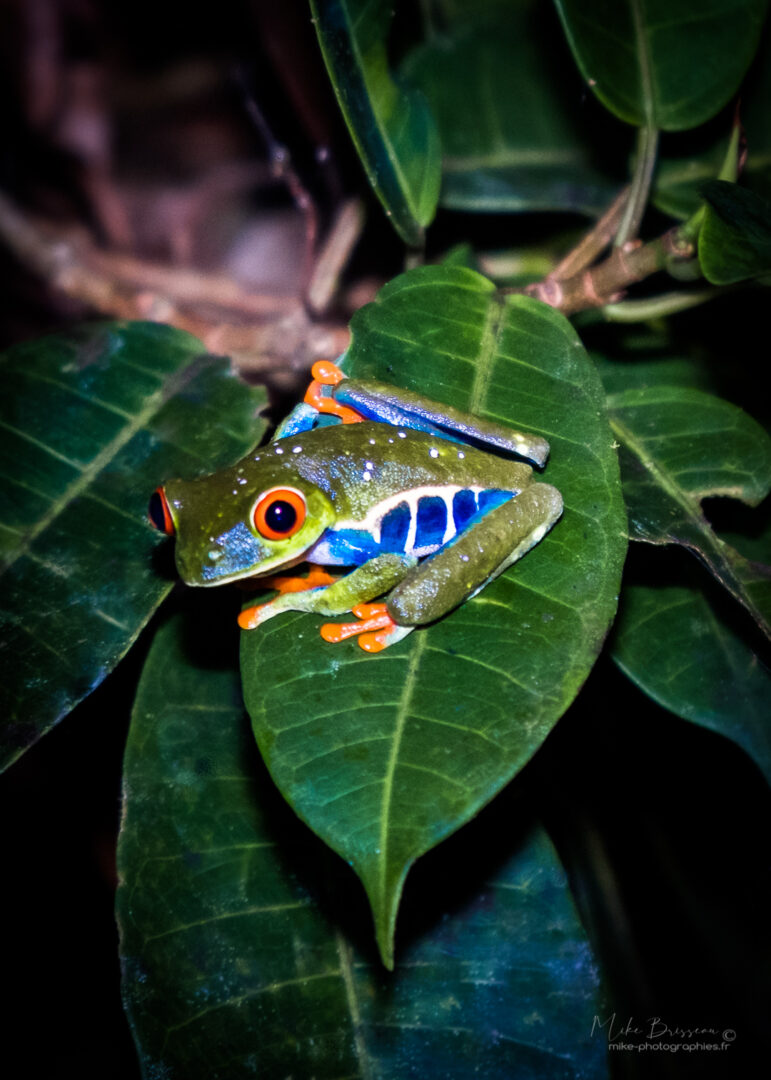 Animaux, Grenouille, Sauvage, Wildlife, animal, animaux, faune