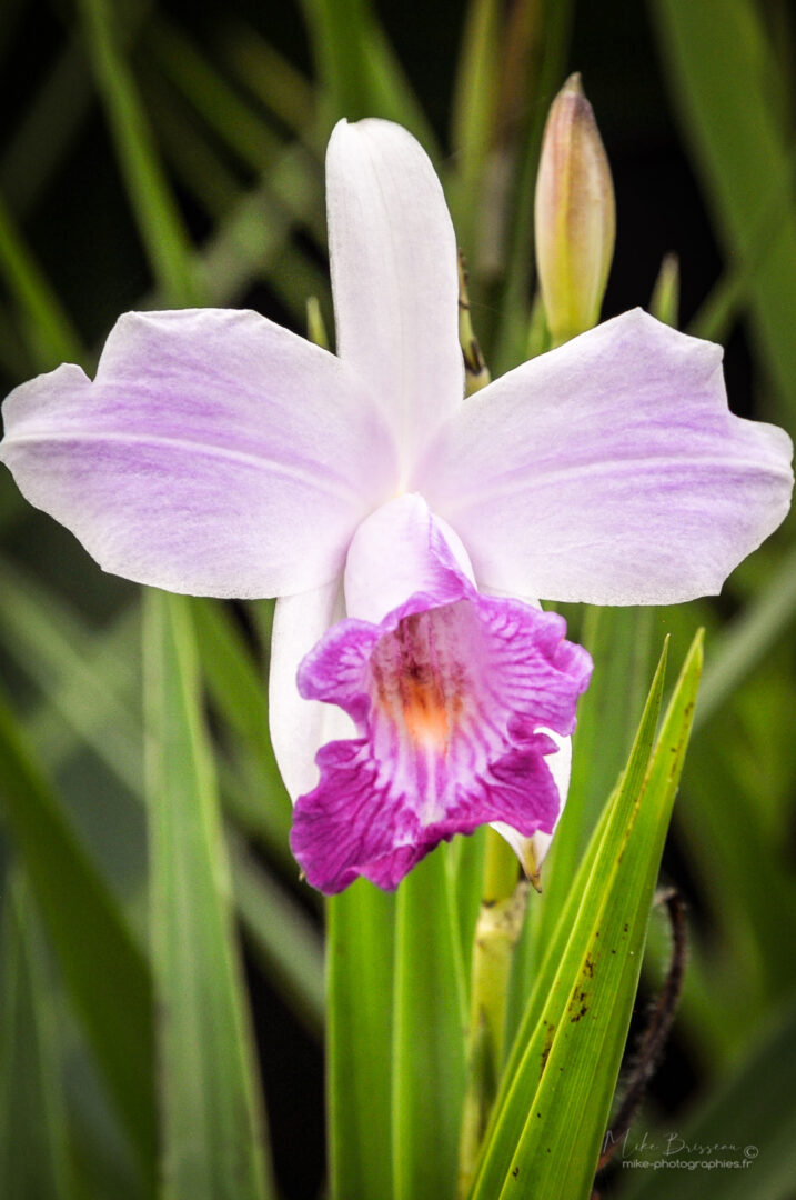 Costa Rica, Fleurs, Flore, Nature