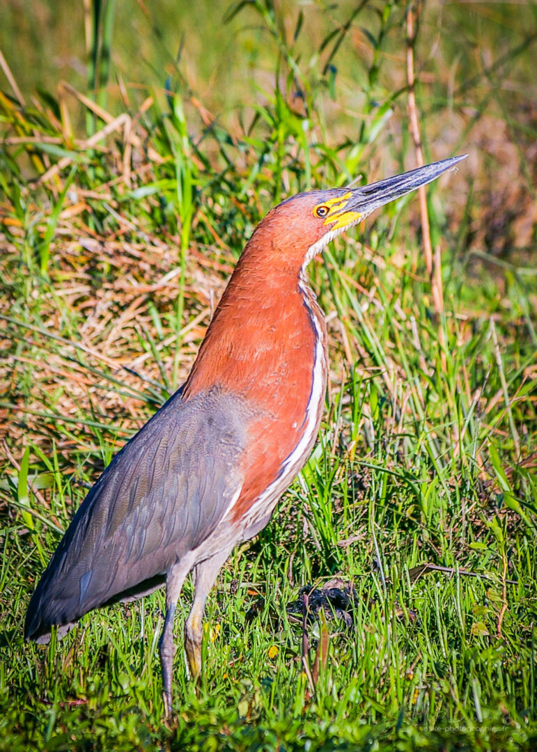 Animaux, Argentine, Mike, Oiseaux, Sauvage, Wildlife, animal, animaux, faune