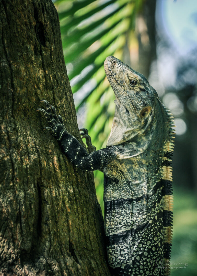 Animaux, Costa Rica, Iguane, Sauvage, Wildlife, animal, animaux, faune